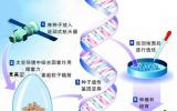 太空育种和转基因技术是一回事儿吗?