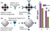 功能化磁性纳米<font color=red>粒子</font>可快速灵敏地检测SARS-CoV-2