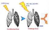 低剂量辐射能否提高<font color=red>COVID-19</font>的存活率?