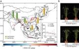 水稻耐受土壤低氮适应性机制研究获进展