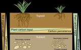中科院植物所<font color=red>土壤碳稳定机制</font>研究取得进展