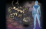用于医学的放射性金属从近期发现的蛋白质中得到提升