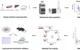 稳定同位素，如何联动代谢组学研究？