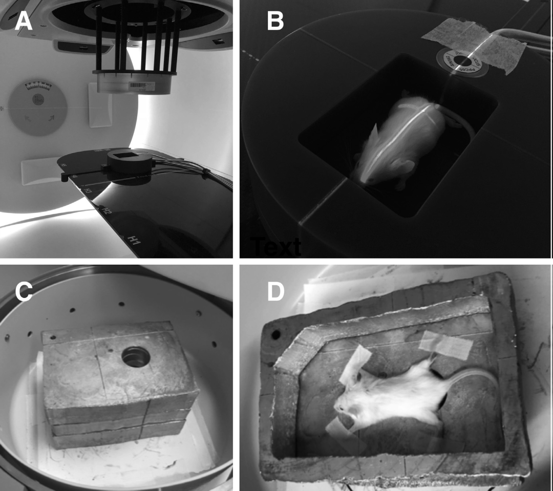 图2. (A-B)PRT中，将麻醉小鼠置于设计的石蜡平台中，并采用室内定位激光灯进行辅助摆位;(C-D)GRT中，将麻醉小鼠置于铅基合金室内，使其骨盆位于辐照场中心。