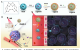 科研人员开发出近红外光响应的纳米组装体